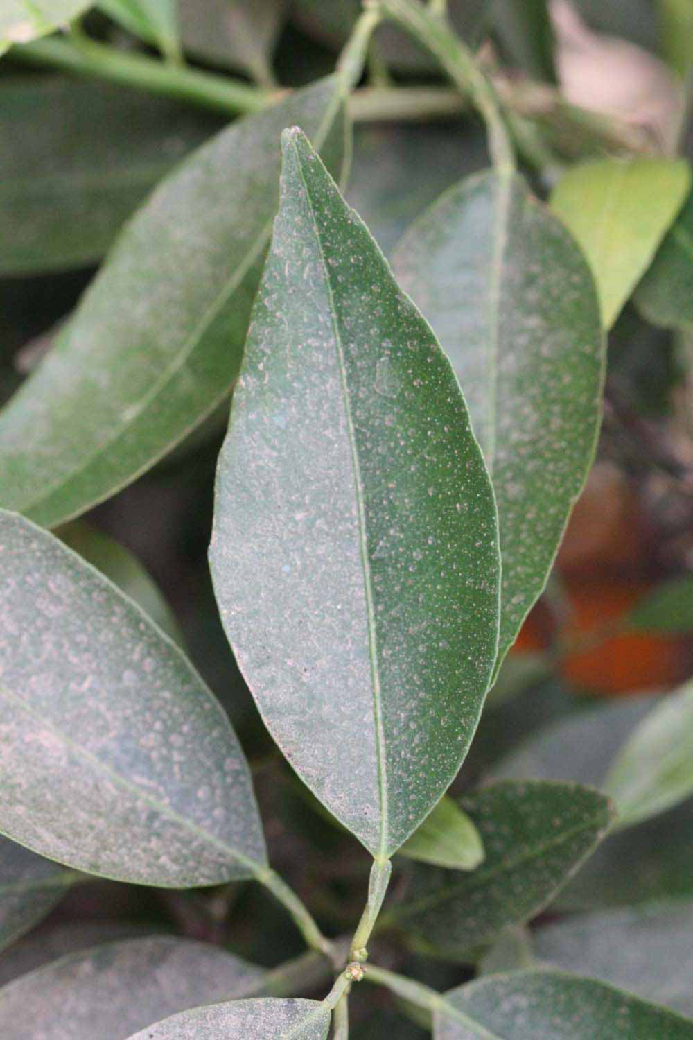              Unifoliolate leaf (Riverside, CA)       